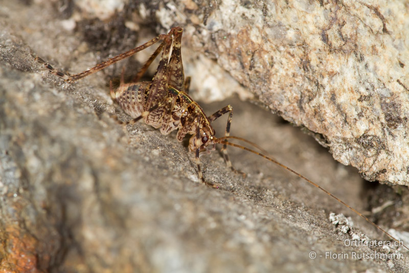 Larve von Troglophilus cavicola - CH, GR, Puschlav, 19.09.2013