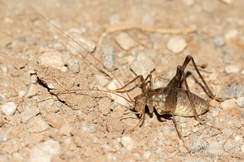 Troglophilus cavicola ♂ - HR, Lika-Senj, Velika Plana, 04.08.2022