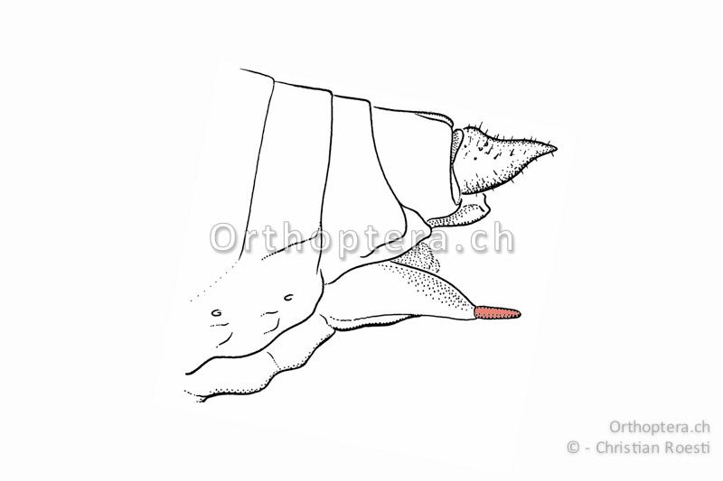 Stylus