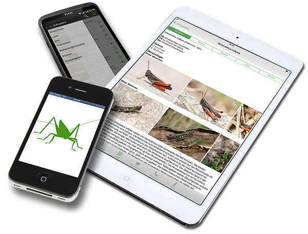 Orthoptera-App