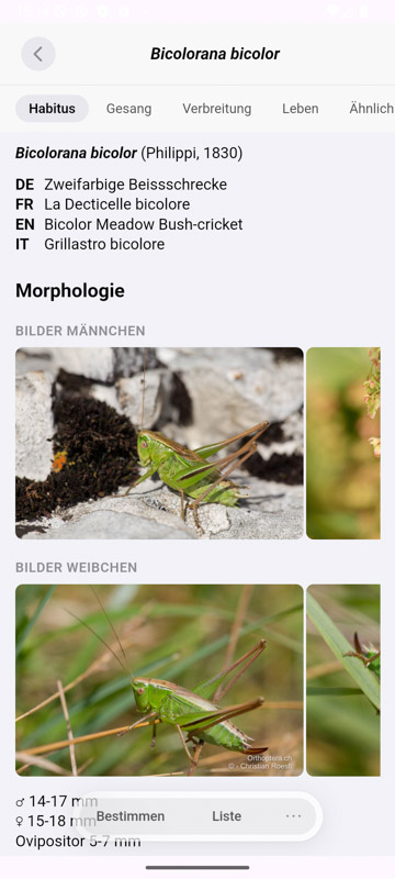 Orthoptera-App Android