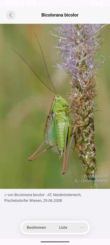 Orthoptera-App Android