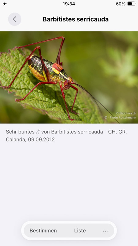 Orthoptera-App iPhone