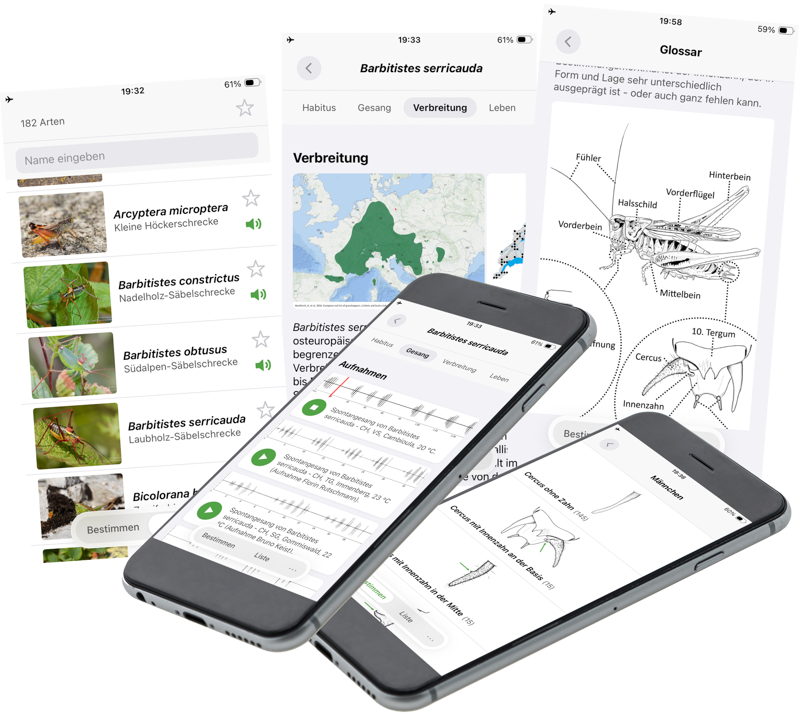 Orthoptera-App