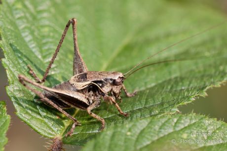 Pholidoptera griseoaptera