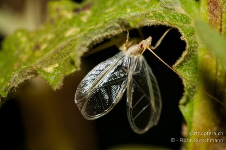 Oecanthus pellucens