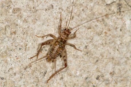 Gryllomorpha dalmatina