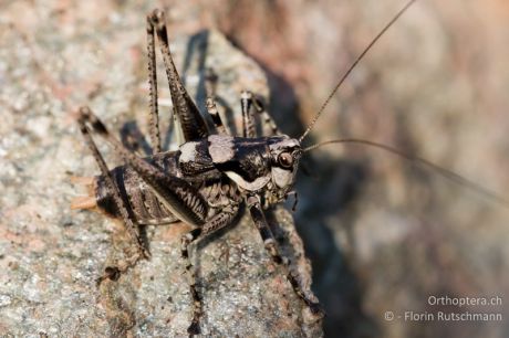 Antaxius pedestris
