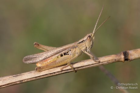 Chorthippus dichrous