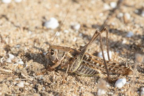 Decticus albifrons