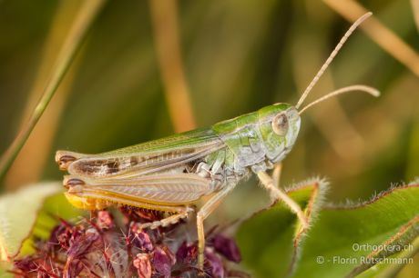 Stenobothrus nigromaculatus