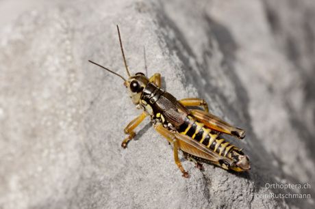 Podisma pedestris