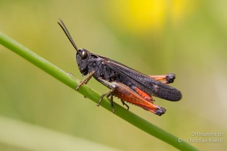 Omocestus rufipes