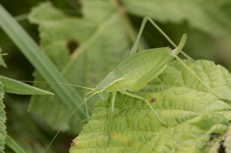 Isophya modestior