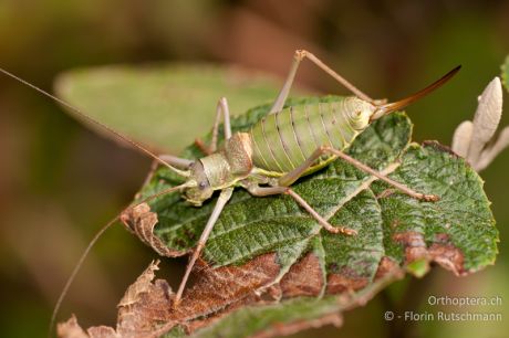 Ephippiger ephippiger