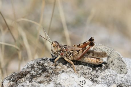 Dociostaurus maroccanus