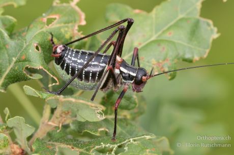 Barbitistes ocskayi
