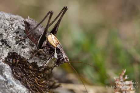 Antaxius difformis