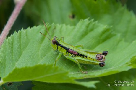 Odontopodisma schmidtii