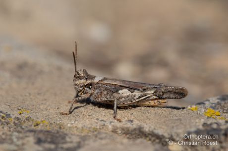 Acrotylus insubricus