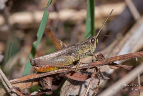 Chorthippus dorsatus