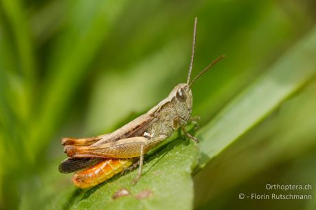 Chorthippus vagans