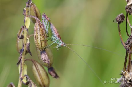 Conocephalus dorsalis