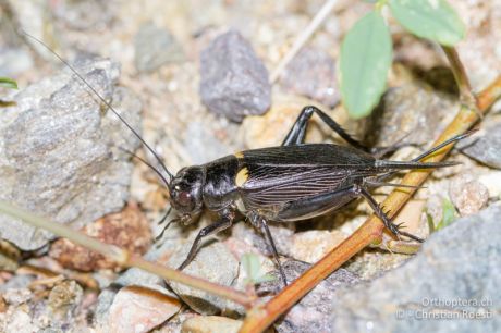 Gryllus bimaculatus