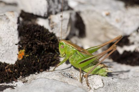 Bicolorana bicolor