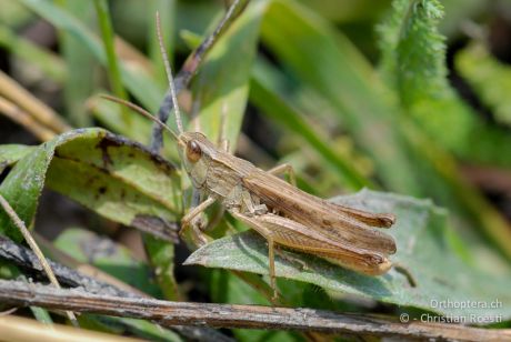 Chorthippus albomarginatus