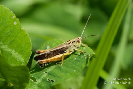 Omocestus viridulus
