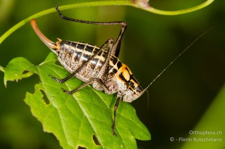Poecilimon ornatus