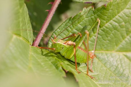 Leptophyes punctatissima