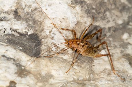 Troglophilus neglectus