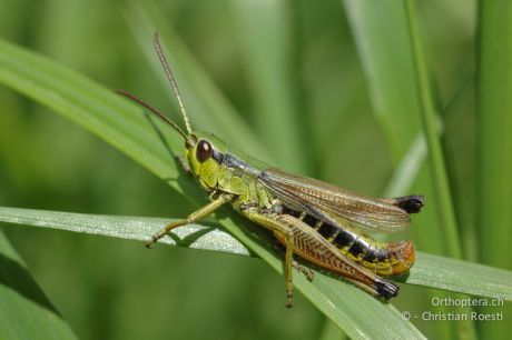 Pseudochorthippus parallelus