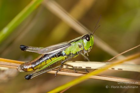 Pseudochorthippus montanus