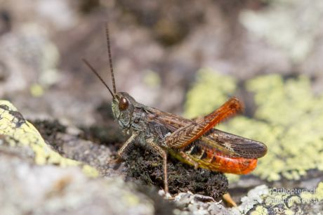 Chorthippus eisentrauti