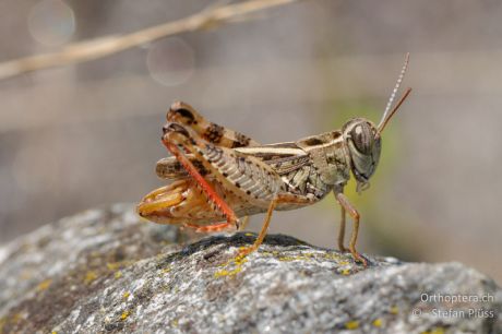 Calliptamus siciliae