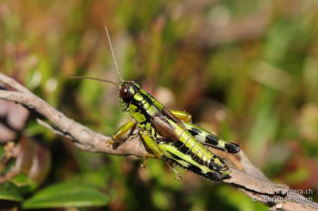 Miramella carinthiaca