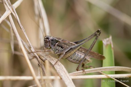 Platycleis albopunctata
