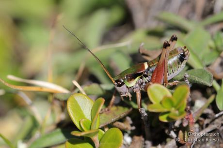 Anonconotus italoaustriacus