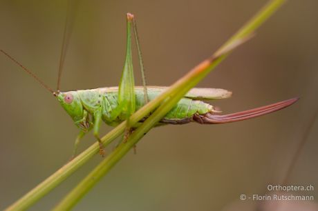 Conocephalus fuscus