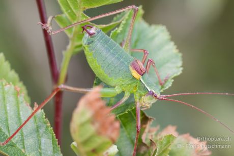 Barbitistes obtusus