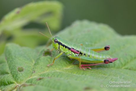 Odontopodisma rubripes