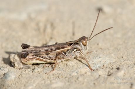 Dociostaurus brevicollis