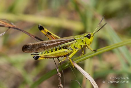 Stethophyma grossum
