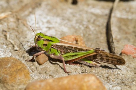 Locusta migratoria