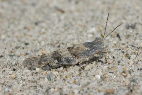 Sphingonotus caerulans