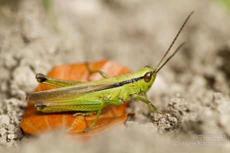 Mecostethus parapleurus
