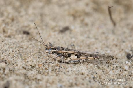 Acrotylus longipes